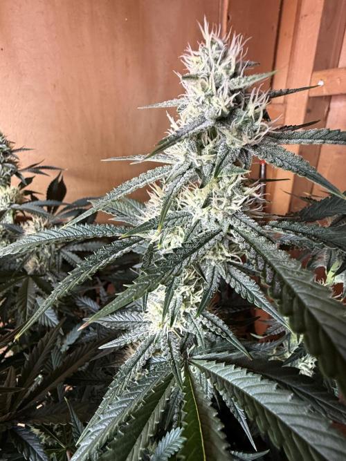 Pineapple Express Auto. Week 10