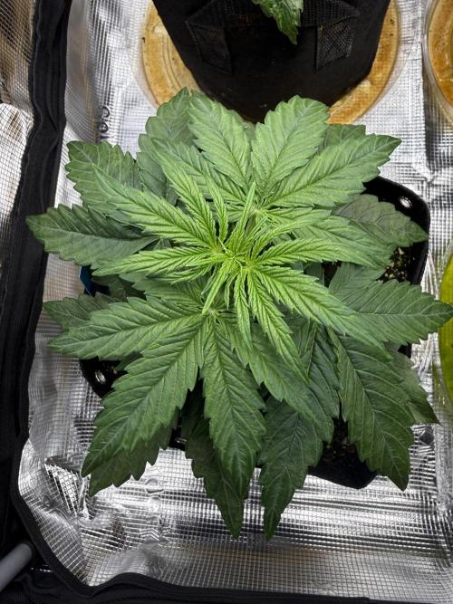 Milky Way F1. Week 3