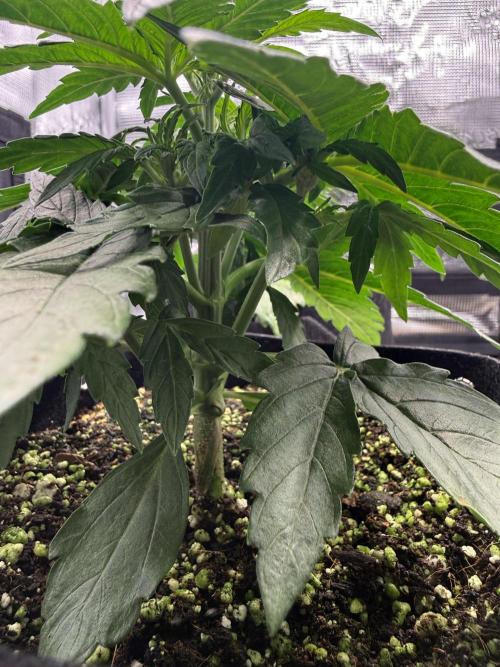 Milky Way F1. Week 3