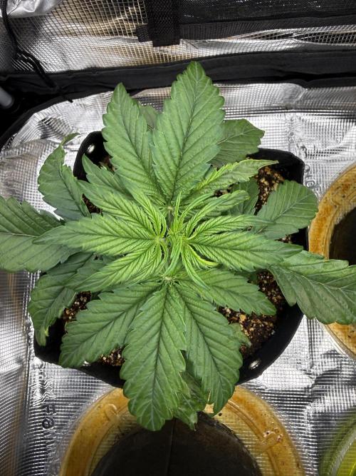 Milky Way F1. Week 3