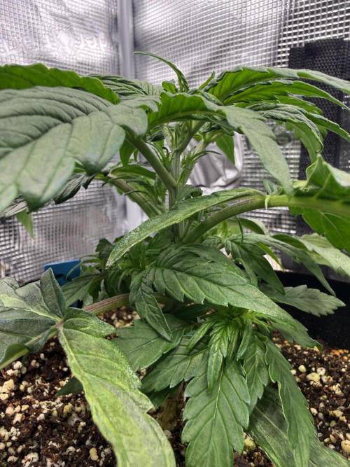 Milky Way F1. Week 3