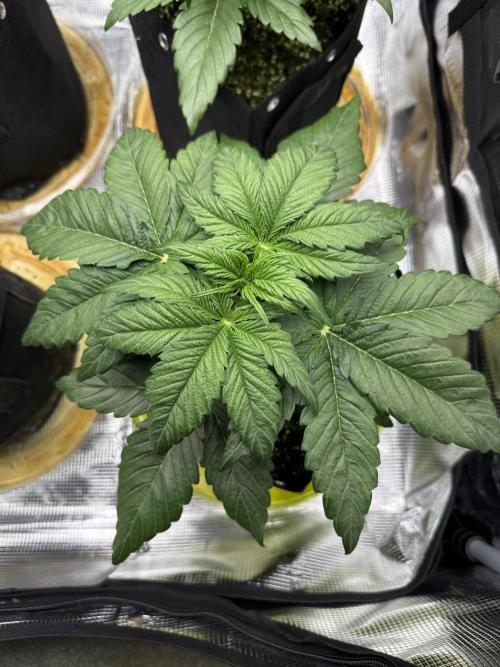 Hyperion F1. Week 3