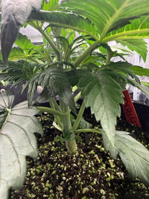Hyperion F1. Week 3