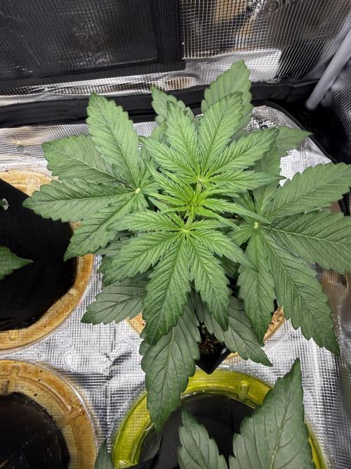 Hyperion F1. Week 3