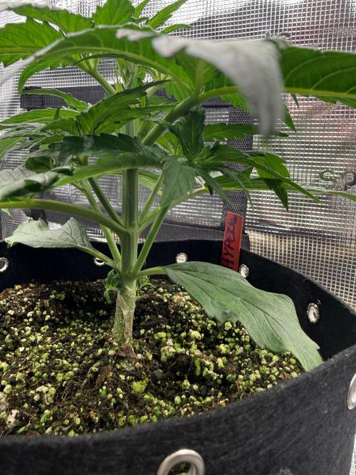 Hyperion F1. Week 3