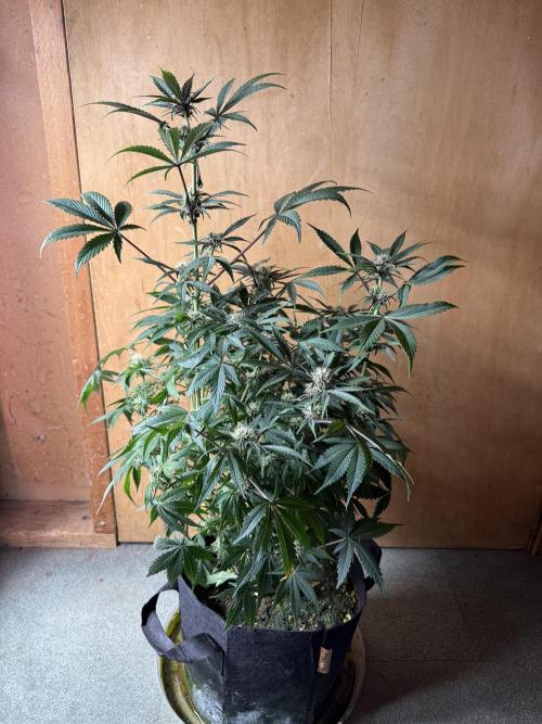 The Darksaber Auto. Week 7