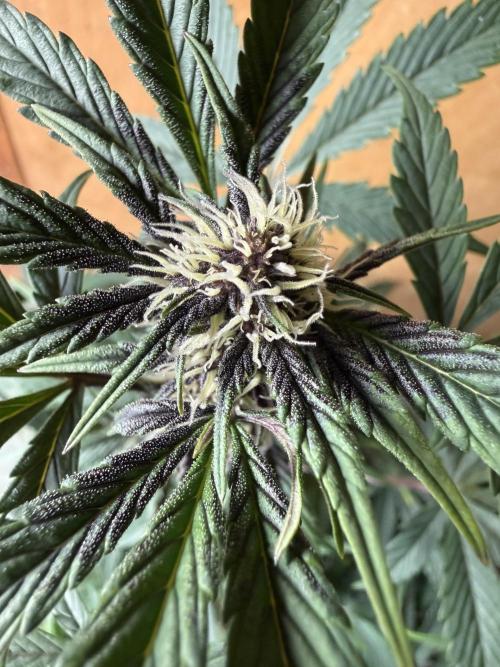 The Darksaber Auto. Week 7
