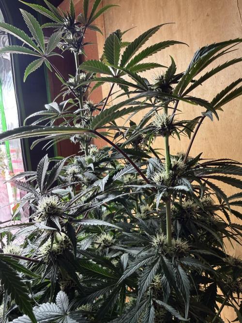 The Darksaber Auto. Week 7