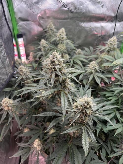 Pineapple Express Auto. Week 11