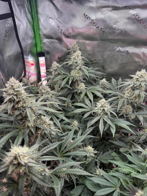 Pineapple Express Auto. Week 11