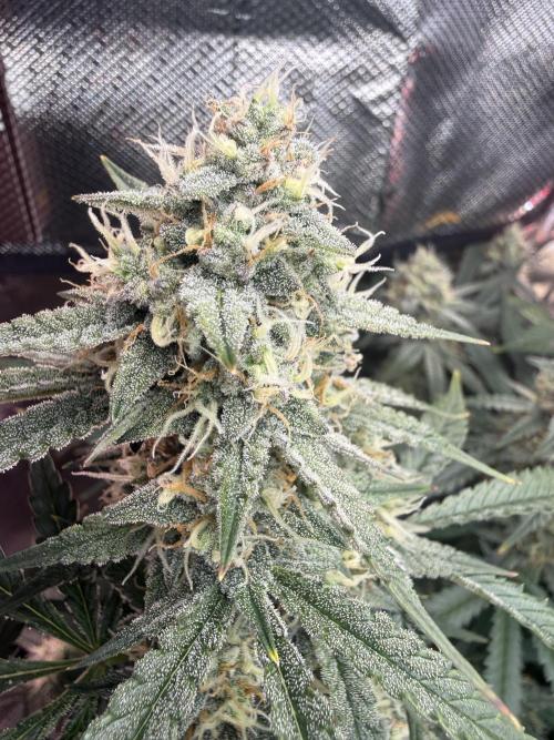 Pineapple Express Auto. Week 11