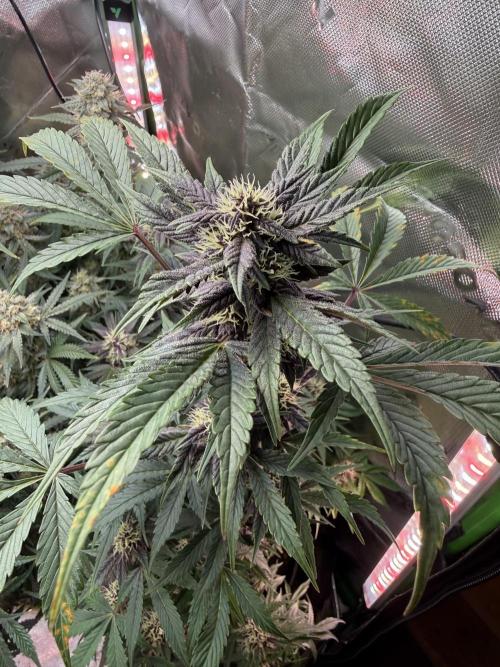 The Darksaber Auto. Week 8