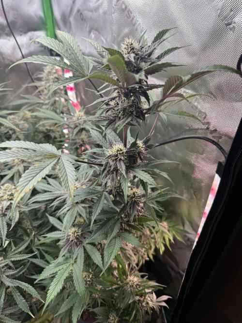 The Darksaber Auto. Week 8