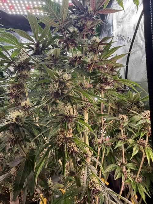 The Darksaber Auto. Week 8