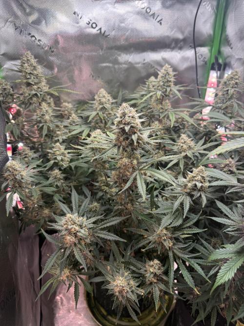 Pineapple Express Auto. Week 12