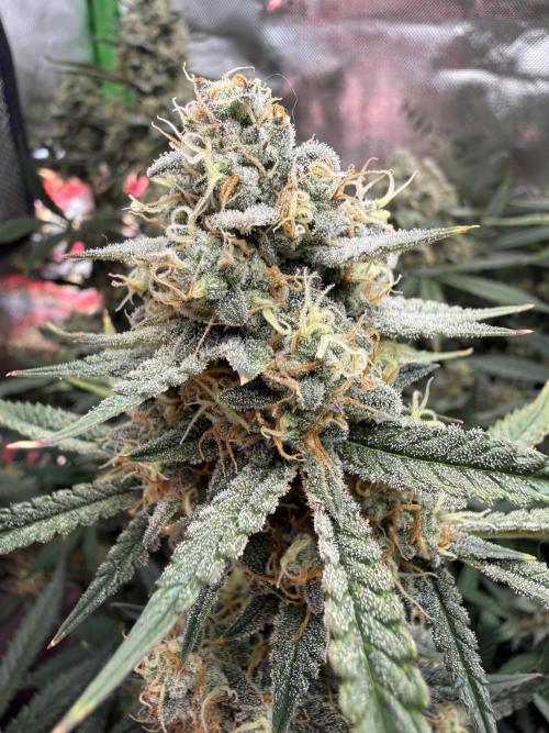 Pineapple Express Auto. Week 12