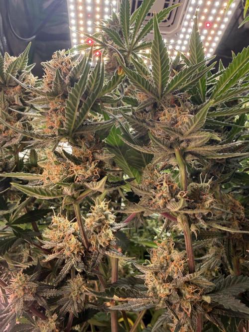 Pineapple Express Auto. Week 12