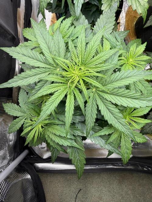 Milky Way F1. Week 4