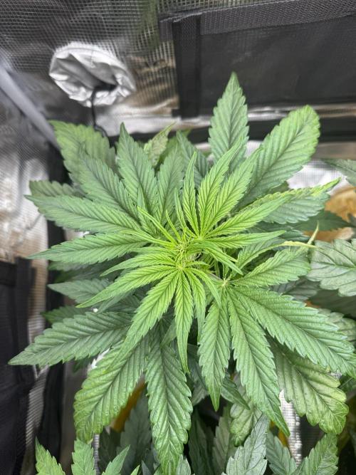 Milky Way F1. Week 4