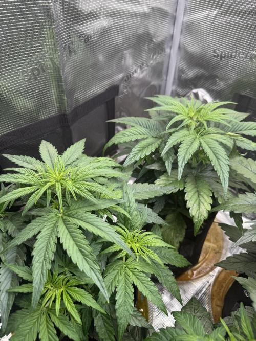 Milky Way F1. Week 4