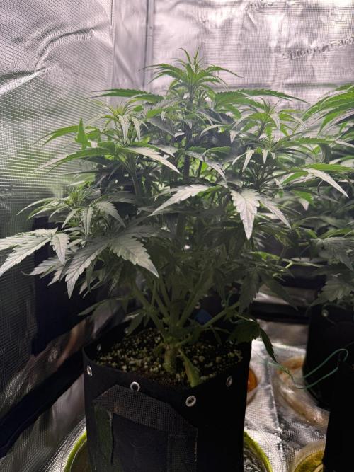 Milky Way F1. Week 5