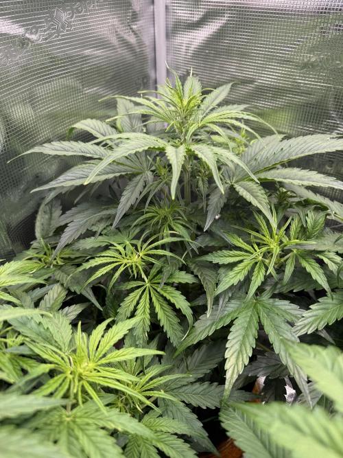 Milky Way F1. Week 5