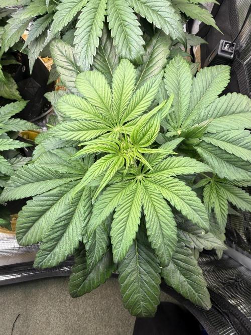 Hyperion F1. Week 4