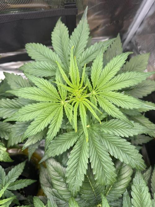 Hyperion F1. Week 4
