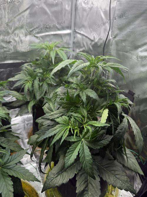 Hyperion F1. Week 4