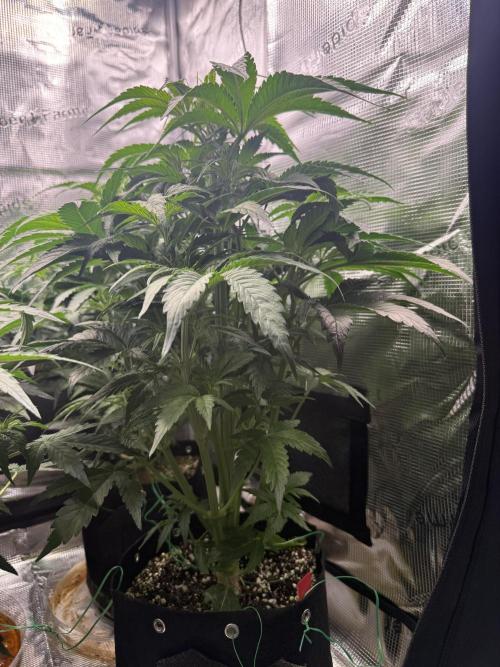 Hyperion F1. Week 5