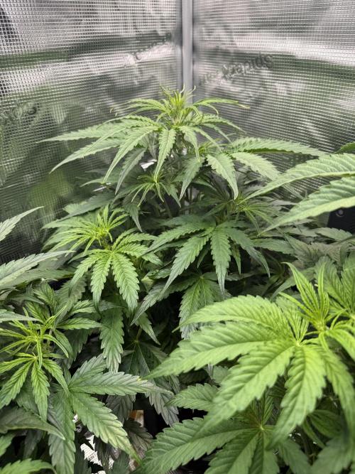 Hyperion F1. Week 5