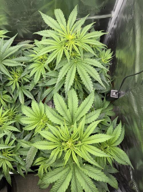 Hyperion F1. Week 5