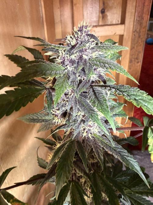 The Darksaber Auto. Week 9