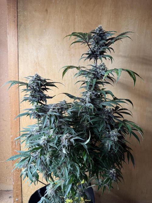 The Darksaber Auto. Week 9