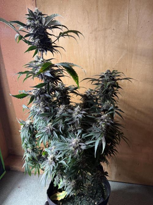 The Darksaber Auto. Week 9