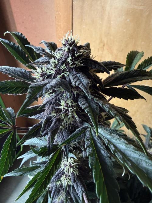 The Darksaber Auto. Week 9