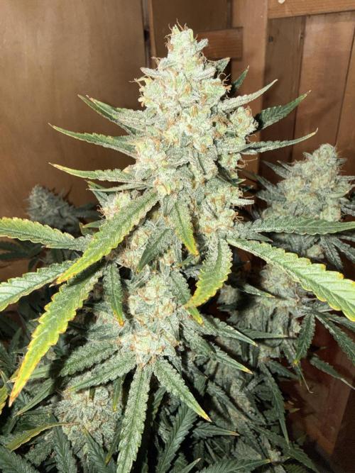 Pineapple Express Auto. Week 13