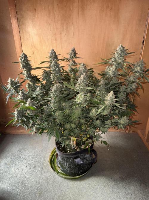 Pineapple Express Auto. Week 13