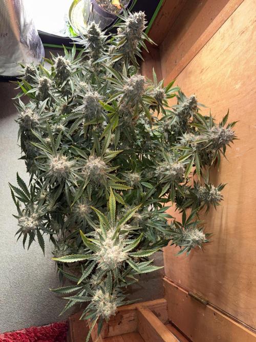Pineapple Express Auto. Week 13
