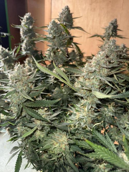 Pineapple Express Auto. Week 13