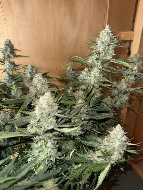 Pineapple Express Auto. Week 13