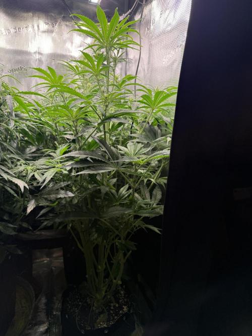 Hyperion F1. Week 6