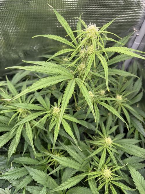 Hyperion F1. Week 6