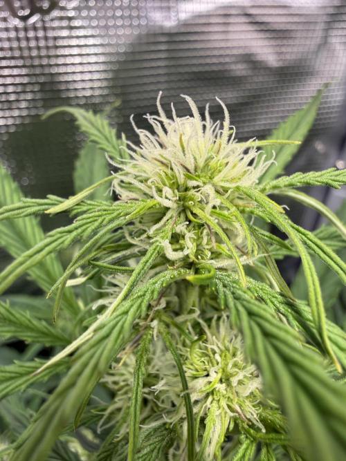Hyperion F1. Week 6