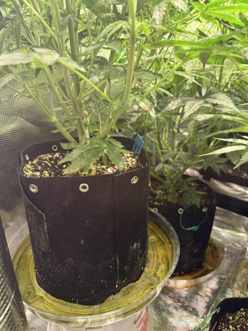 Milky Way F1. Week 6