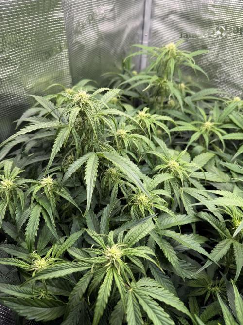 Milky Way F1. Week 6