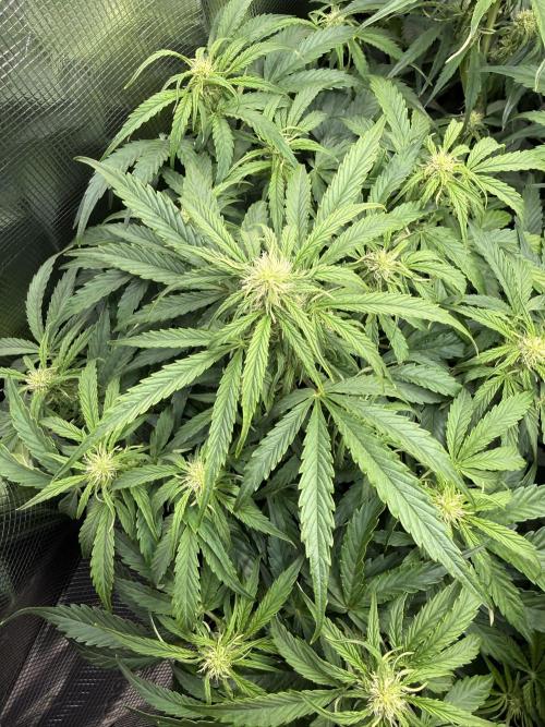 Milky Way F1. Week 6