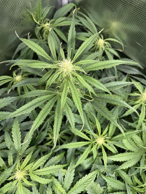 Milky Way F1. Week 6