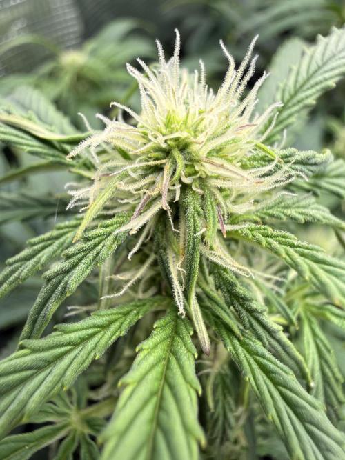 Milky Way F1. Week 6