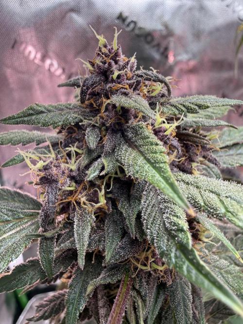 The Darksaber Auto. Week 10
